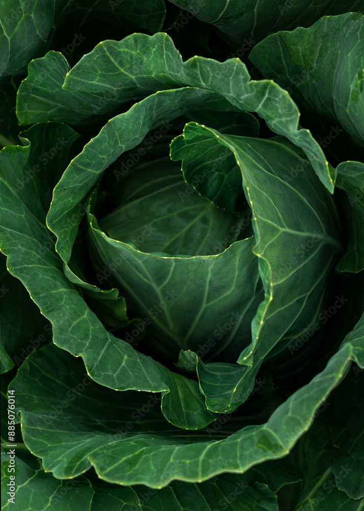 Close up of green white cabbage in summer garden. Macro shot of cabbage leaves. Harvest vegetables. Food Close up of green white cabbage in summer garden. Macro shot of cabbage leaves. Harvest vegetables. Food