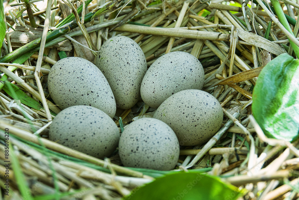 Bird's Nest Guide. Nidology. European coot (Fulica atra) nest on a eutrophied lake with an abundance of reed and frogbit (Hydrocharis morsus-ranae) Bird's Nest Guide. Nidology. European coot (Fulica atra) nest on a eutrophied lake with an abundance of reed and frogbit (Hydrocharis morsus-ranae)