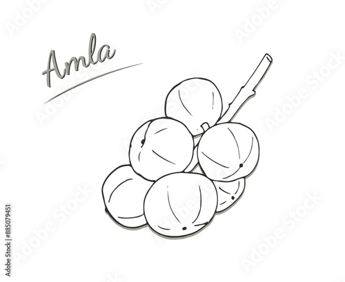 Hand-drawn Amla fruits on a twig. Hand-drawn illustration isolated on white background. Phyllanthus emblica vector illustration. Indian gooseberry.