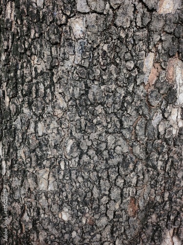 Brown bark wood background or texture