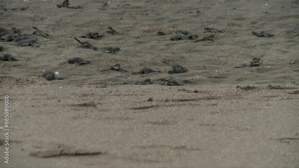 A crowded group of infant marine turtles are running on the sand. A crowded group of infant marine turtles are running on the sand.