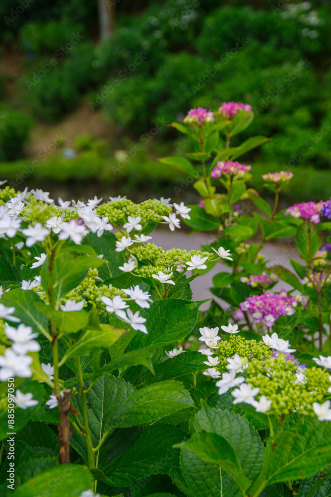 カラフルな紫陽花
