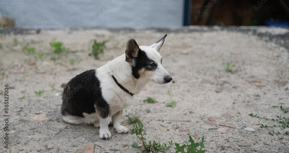 domestic dog mixed breed scared dog outdoor. Save animal concept High quality 4k footage domestic dog mixed breed scared dog outdoor. Save animal concept High quality 4k footage