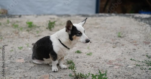 domestic dog mixed breed scared dog outdoor. Save animal concept High quality 4k footage