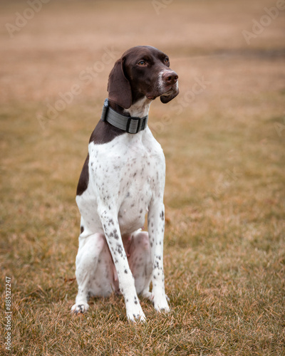 German Shorthaired Pointer in park
