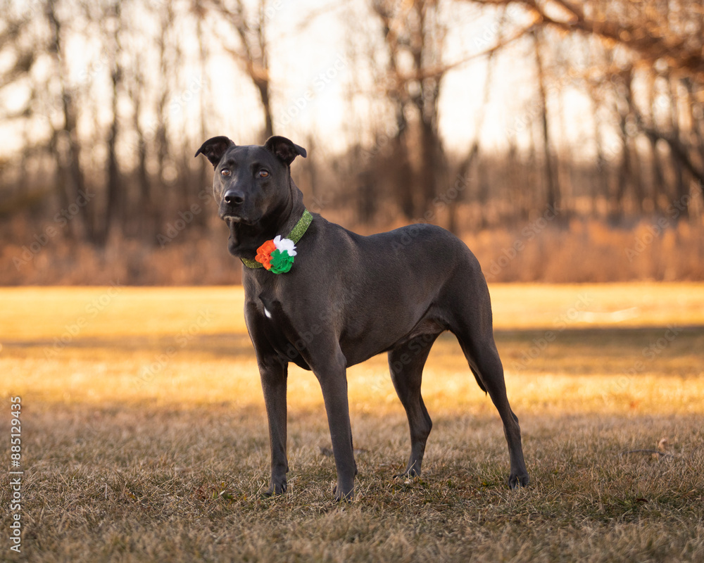 Dark brown mixed breed dog in park during golden hour Dark brown mixed breed dog in park during golden hour