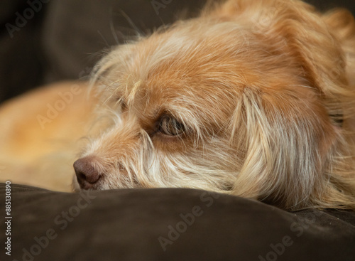 Sweet Pekingese, Pomeranian mixed breed dog with brown eyes