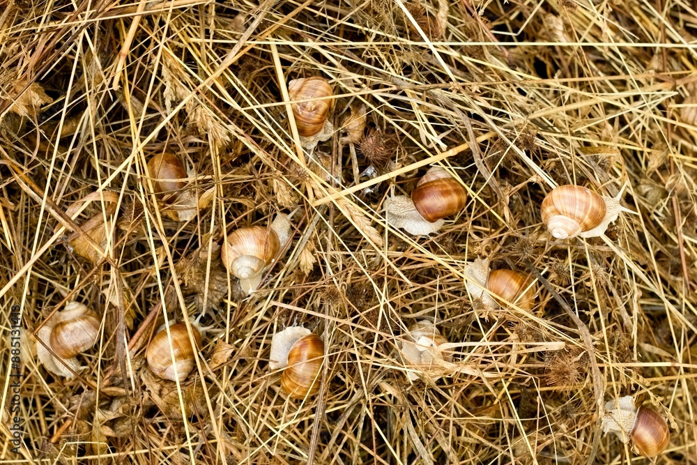 Snails Helix pomatia after the rain in wet hay. Common names are the Roman snail, Burgundy snail or escargot. It is an edible species. Snails Helix pomatia after the rain in wet hay. Common names are the Roman snail, Burgundy snail or escargot. It is an edible species.