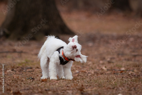 A cute, white, fluffy dog shakes it's head photo