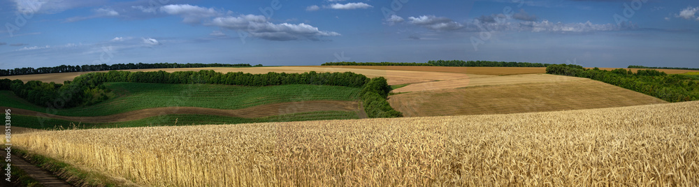 Vast field of wheat. Large grain harvest in Ukraine. Panorama of the landscape in central Ukraine. Vast field of wheat. Large grain harvest in Ukraine. Panorama of the landscape in central Ukraine.
