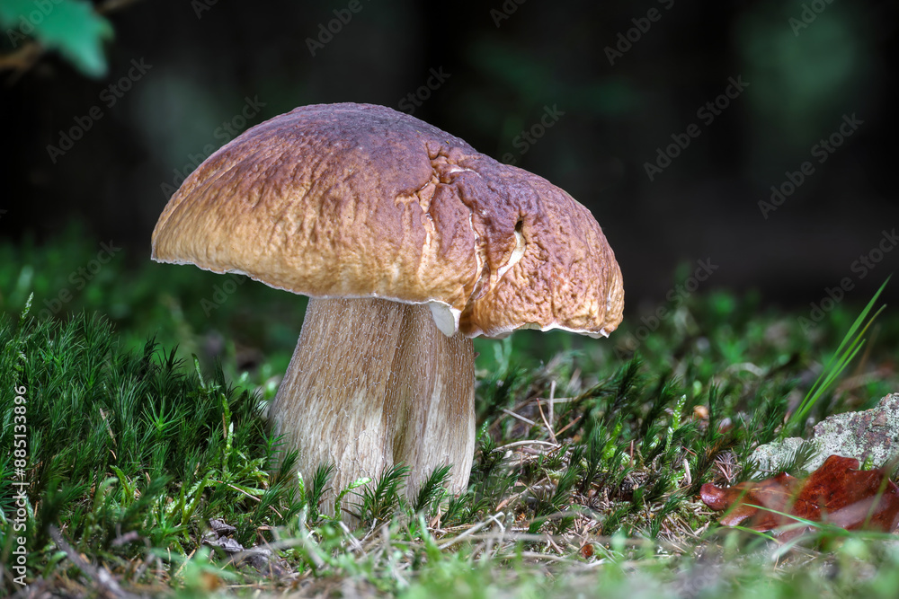 Detail shot of amazing cep mushroom in green moss Detail shot of amazing cep mushroom in green moss