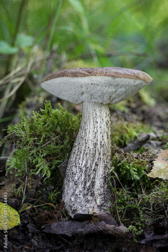 Detail shot of edible mushroom birch bolete in moss Detail shot of edible mushroom birch bolete in moss