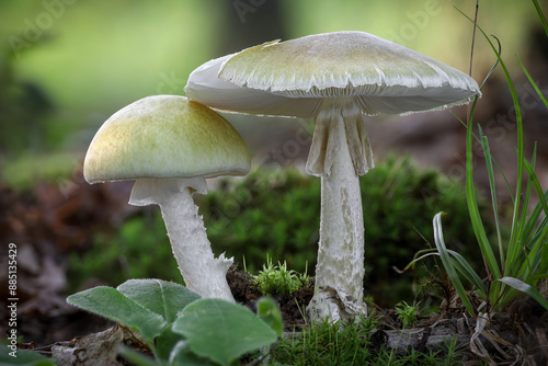 Two Amanita phalloides mushrooms commonly known as death cap - deadly poisonous mushroom