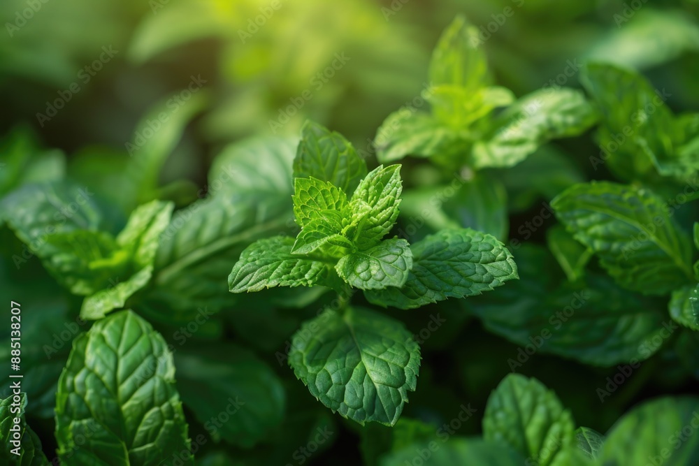 Organic Mint Garden Background. Grow Fresh Green Mint Plant Leaves for Healthy Herb Gardening Organic Mint Garden Background. Grow Fresh Green Mint Plant Leaves for Healthy Herb Gardening
