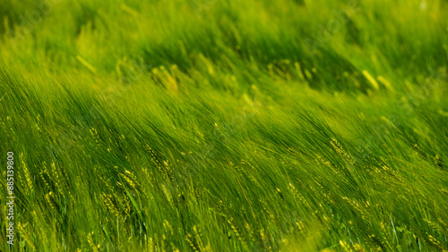 Wallpaper Mural Young green wheat in the field, close -up. Torontodigital.ca