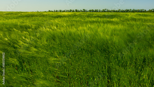 Young green wheat field against the sky.