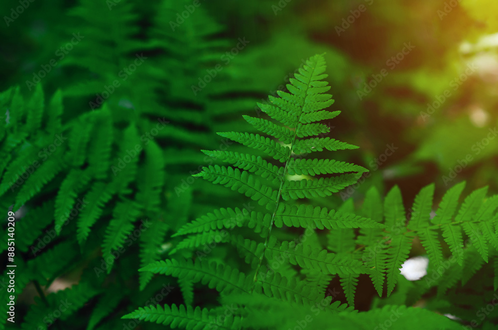 Detailed fern leaves close-up. Bright green fern leaves on a blurred background. Natural landscape. Detailed fern leaves close-up. Bright green fern leaves on a blurred background. Natural landscape.