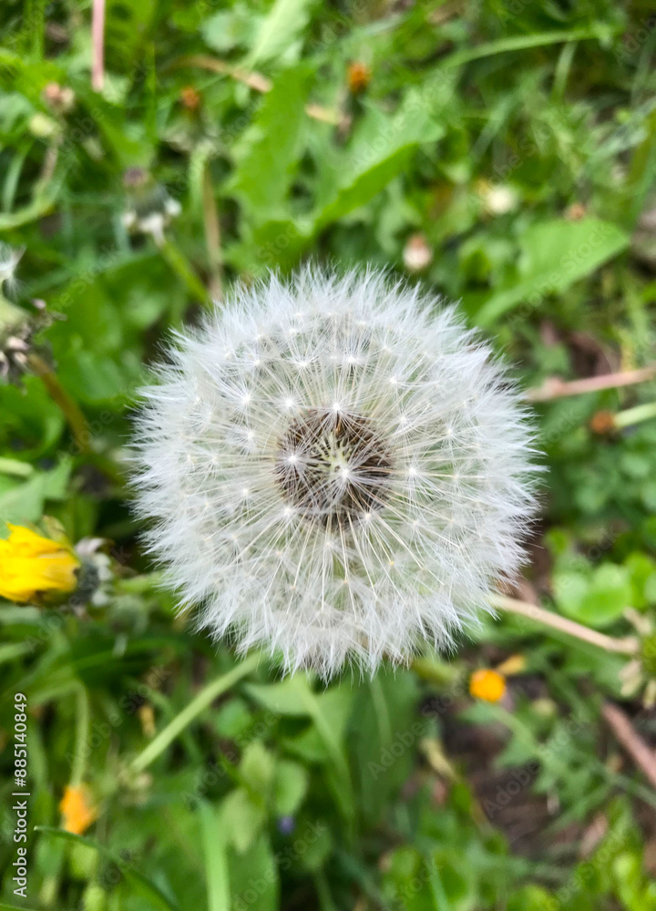 Obraz premium Fluffy dandelion head against a blurred background of green and bright yellow wildflowers blooming in a field. Close-up of a white fluffy dandelion seed head ready to blow.