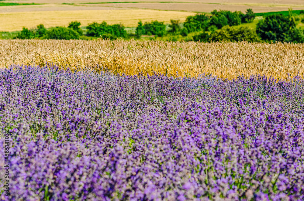 Obraz premium Field of lavender near field of wheat. Green meadow. Natural cosmetics, aromatherapy, agriculture.