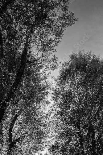 Sunlight through the trees in the evening
