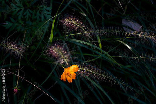 野に咲く、オレンジ色の花
Orange flowers in the field