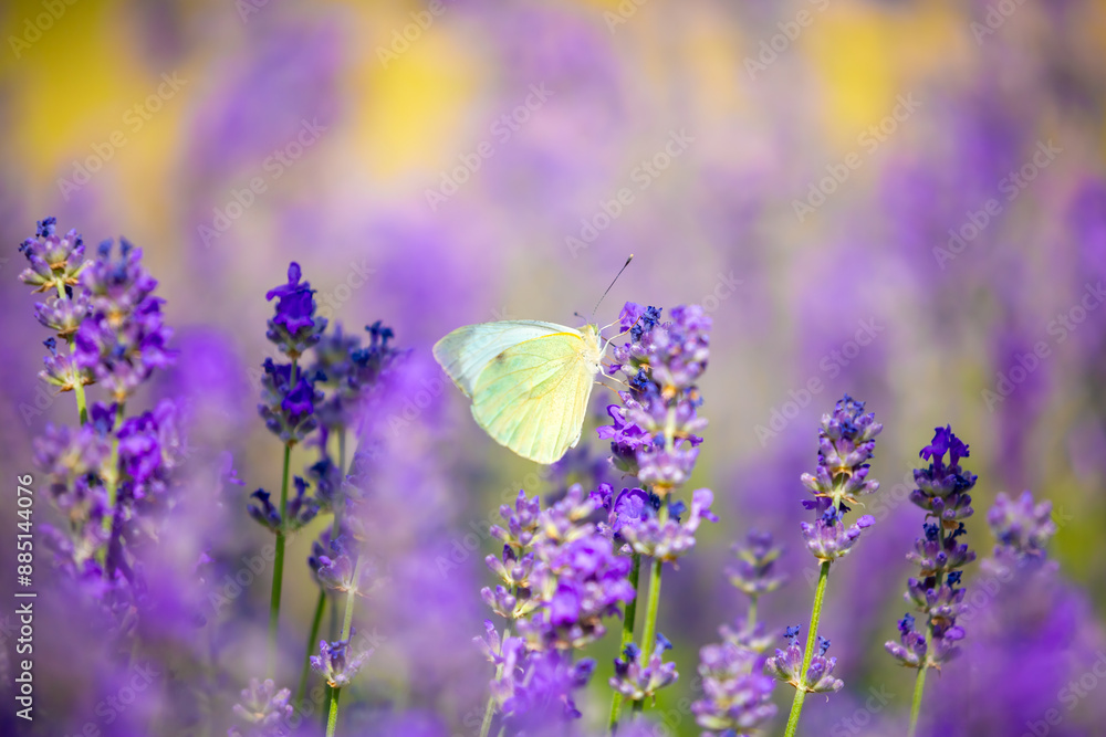 Fototapeta premium Butterflies on spring lavender flowers under sunlight. Beautiful landscape of nature with a panoramic view. Hi spring. long banner