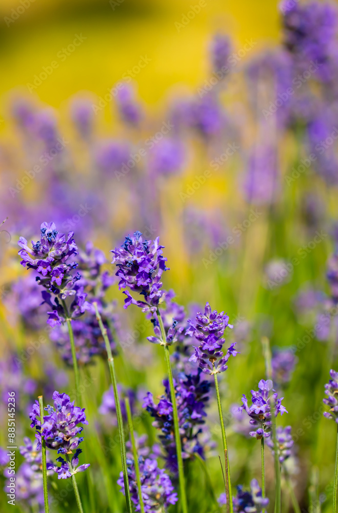 Obraz premium Spring lavender flowers under sunlight. Lilac flowers close up. Beautiful landscape of nature with a panoramic view. Hi spring. long banner