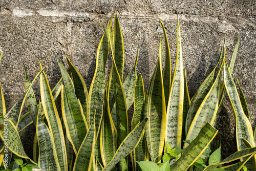 ornamental plants of the tongue in law or Sansevieria that grow wild in the yard with a black wall in the background photo