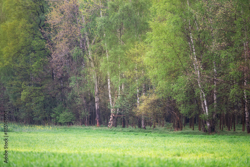 Fototapeta Naklejka Na Ścianę i Meble -  Leśny wiosenny krajobraz, Polska, Śląsk