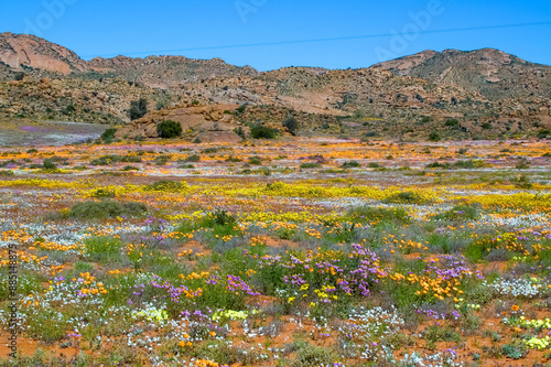 Fields of wild flowers with a mountain backdrop, at Goegap photo