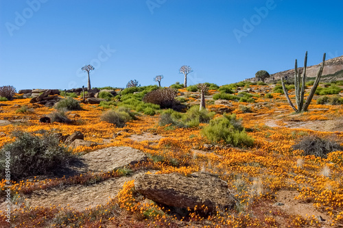 Quiver trees and orange daisies on  a hill in Nababeep
