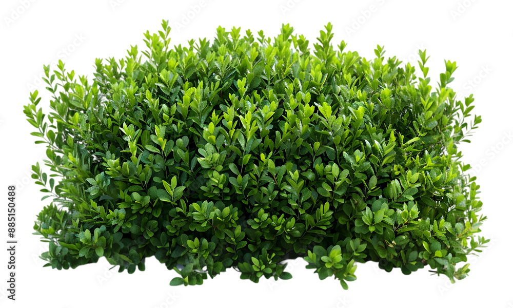 Obraz premium Lush garden green bushes on transparent background