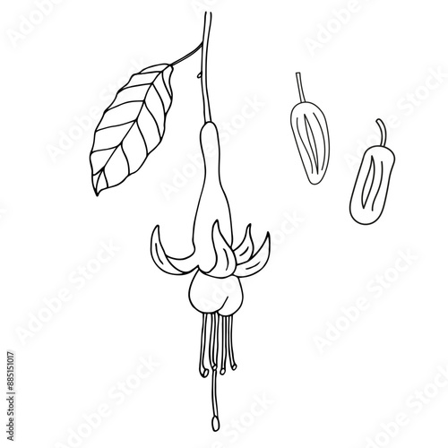 Bolivian Fuchsia flower with fruits hand drawn vector illustration on isolated background. Botanical Ink sketch of a subtropical bush branch fuchsia, fetuses. Sacred floret, food, fragrant ingredient
