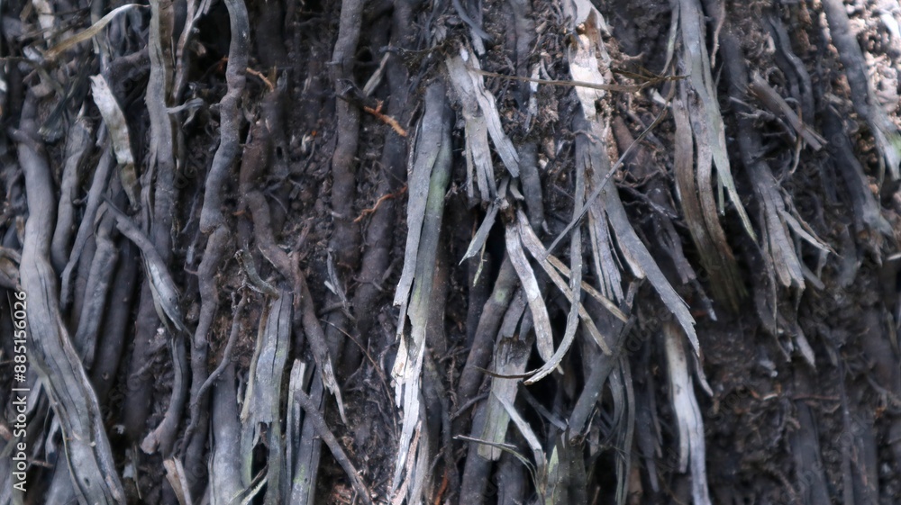 Close-up view of tree roots growing out of the ground Close-up view of tree roots growing out of the ground