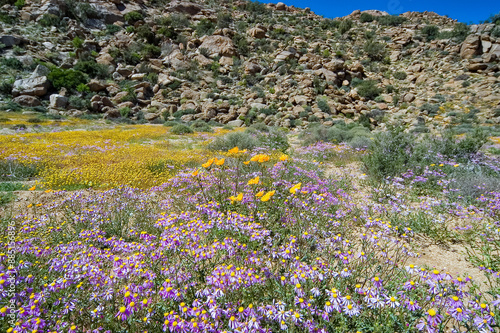 Wild flowers with a mountain backdrop at Goegap photo