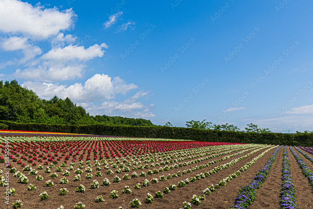 季節の花 季節の花