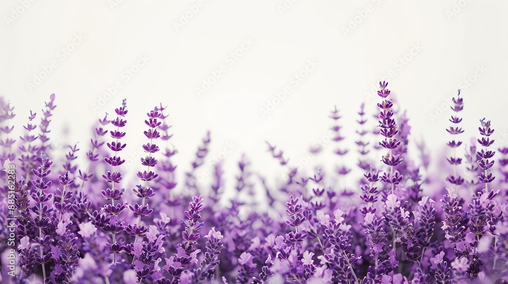 Naklejka premium Purple Lavender Flowers in a Field.