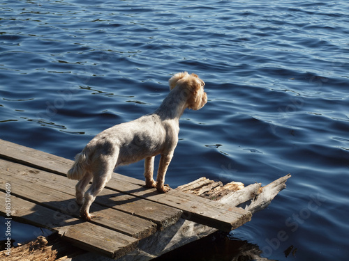 dog is waiting for its owner on the old pier of a forest lake.