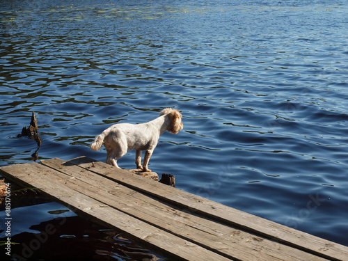 dog is waiting for its owner on the old pier of a forest lake.