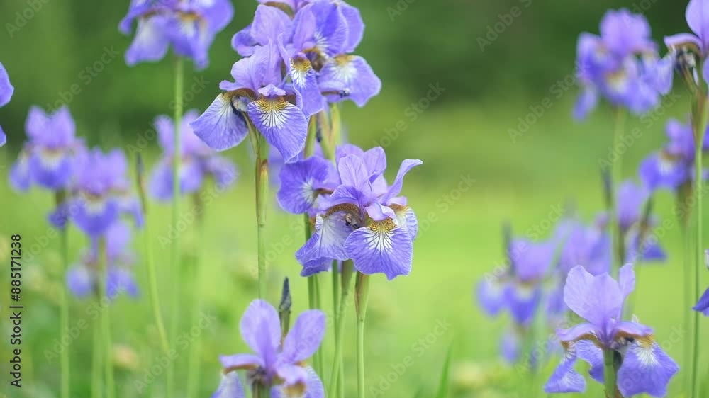 Yellow Purple dwarf iris Mikey growing in garden. Violet very peri color irises on green blurred background. Summer flowers closeup. Sunny day. Lot of irises. Large cultivated flowers. Close Up. Yellow Purple dwarf iris Mikey growing in garden. Violet very peri color irises on green blurred background. Summer flowers closeup. Sunny day. Lot of irises. Large cultivated flowers. Close Up.