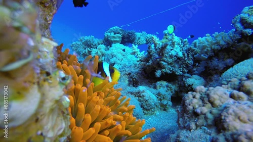 Wallpaper Mural Tropical Clown Fish. Underwater tropical clownfish (Amphiprion bicinctus) and sea anemones. Underwater fish reef marine. Tropical colourful underwater seascape. Reef coral scene. Torontodigital.ca