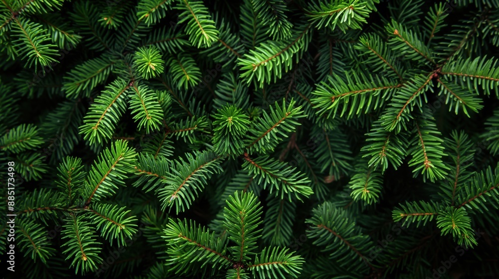 Close-up view of green pine tree branches with needles forming a dense, lush texture. Close-up view of green pine tree branches with needles forming a dense, lush texture.