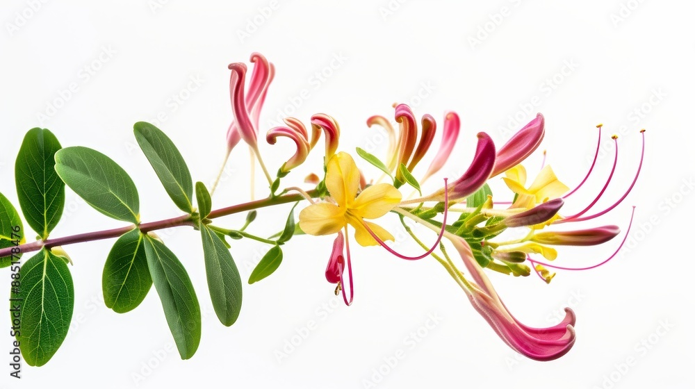Fototapeta premium Blooming honeysuckle lonicera periclymenum branch with pink and yellow flowers and green leaves on a white background