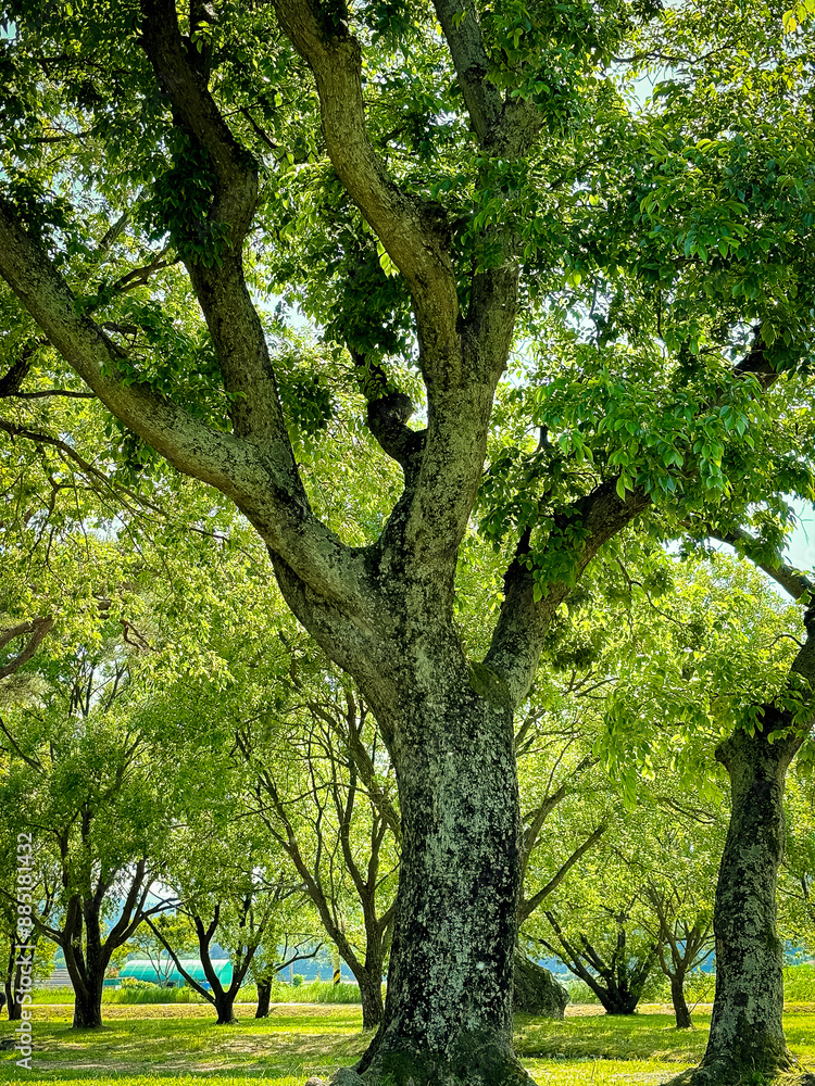 Fototapeta premium green trees in the park