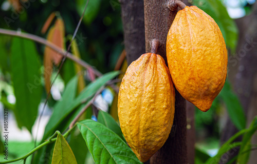 Yellow Cacao pods grow on trees. Ripe cacao fruits, There are many ripe cacao fruits all over the tree. plant cocoa fruit plantation photo