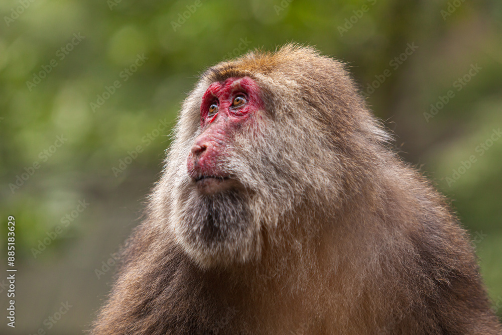 Portrait of a female Tibetan macaque (Macaca thibetana), Emei Shan mountains, Sichuan province China Portrait of a female Tibetan macaque (Macaca thibetana), Emei Shan mountains, Sichuan province China