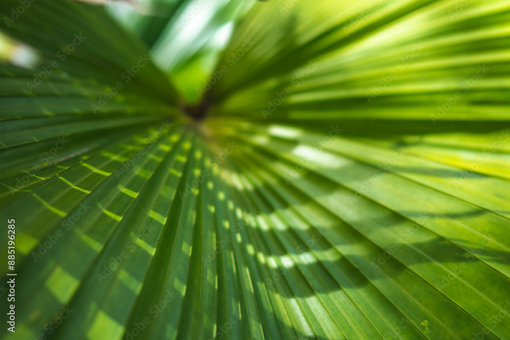Fototapeta premium Palm tree leaves, beautiful nature, evergreen plants, ideal lines, delightful freshness, tenderness real life energy