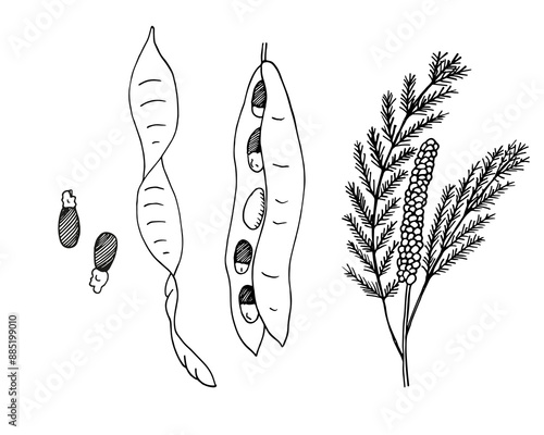Acacia Colei legume Australian plant hand drawn vector illustration on isolated background. Botanical drawing exotic branch with flowers, fruits, seeds. Mimosa plant pods, soap ingredient 