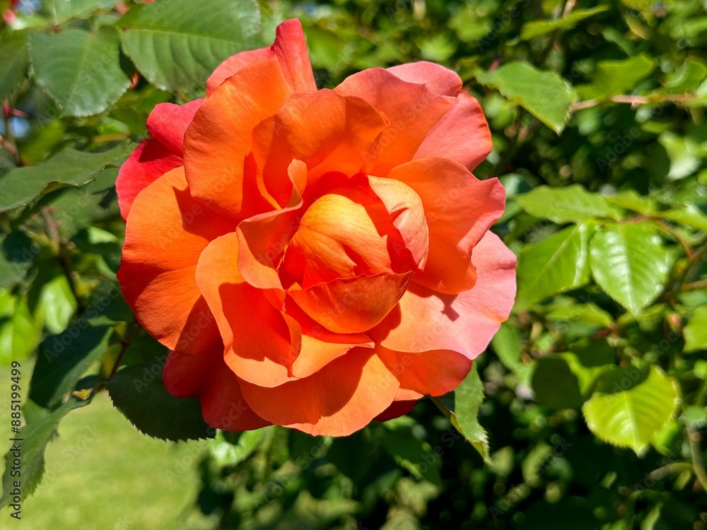 Rose beautiful flower bright yellow red blossom Rose beautiful flower bright yellow red blossom