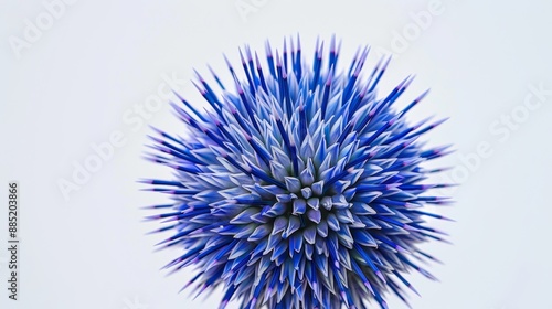 Echinops ritro blooming in a garden showing vivid blue bracts and a white background photo